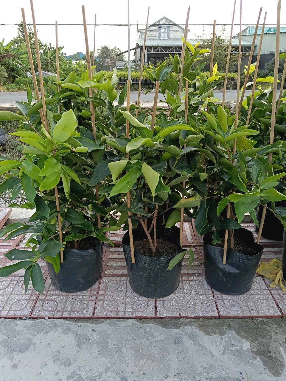 cây mận Thái xanh trồng chậu